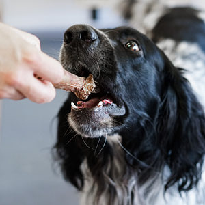 Fressbar Salzburg Hundefutter Barfen Kauartikel