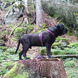 Fressbar Salzburg Hundefutter Barfen Team Butch