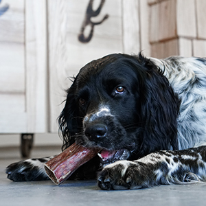 Fressbar Salzburg Hundefutter Barfen Team Goswin